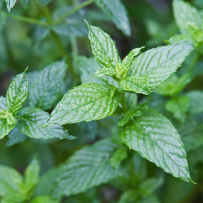 Fresh spearmint leaves, peppermint plant close up, herbal mint - Mint Spearmint